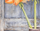 Amaryllis - Acryl